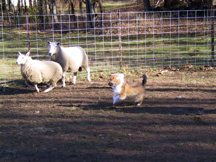 Robbie herding at 18wks