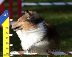 Robbie during his Excellent Jumpers Class at the Berkshire Belgian Terv trial.