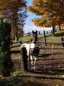 2009FallRidgeland Farm Horse