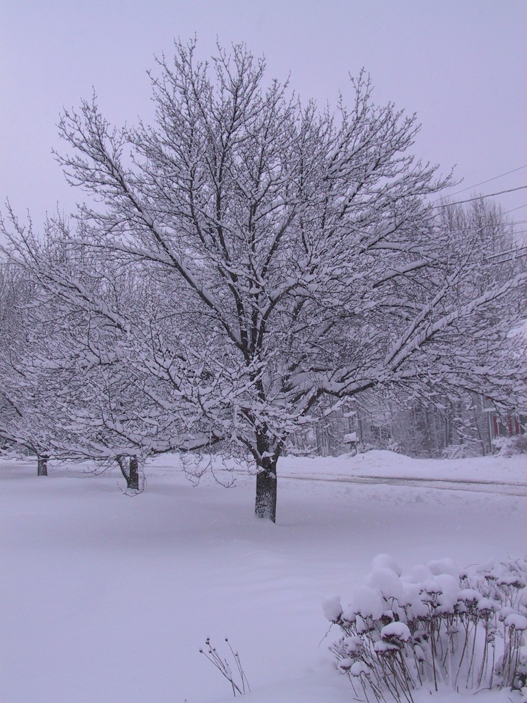 2010Feb16FrontTrees