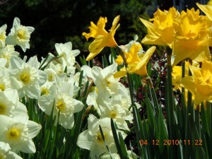 2010 Apr 12 dDSCN0076