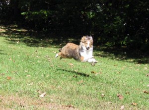 Cocoa running in the yard