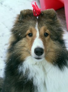 Cocoa in the snow