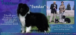 Sundae's Sheltie Strut Ad