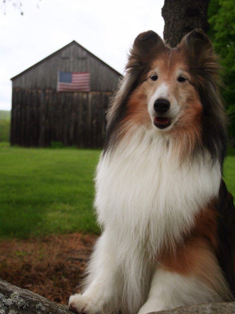 Robbie at the Barn