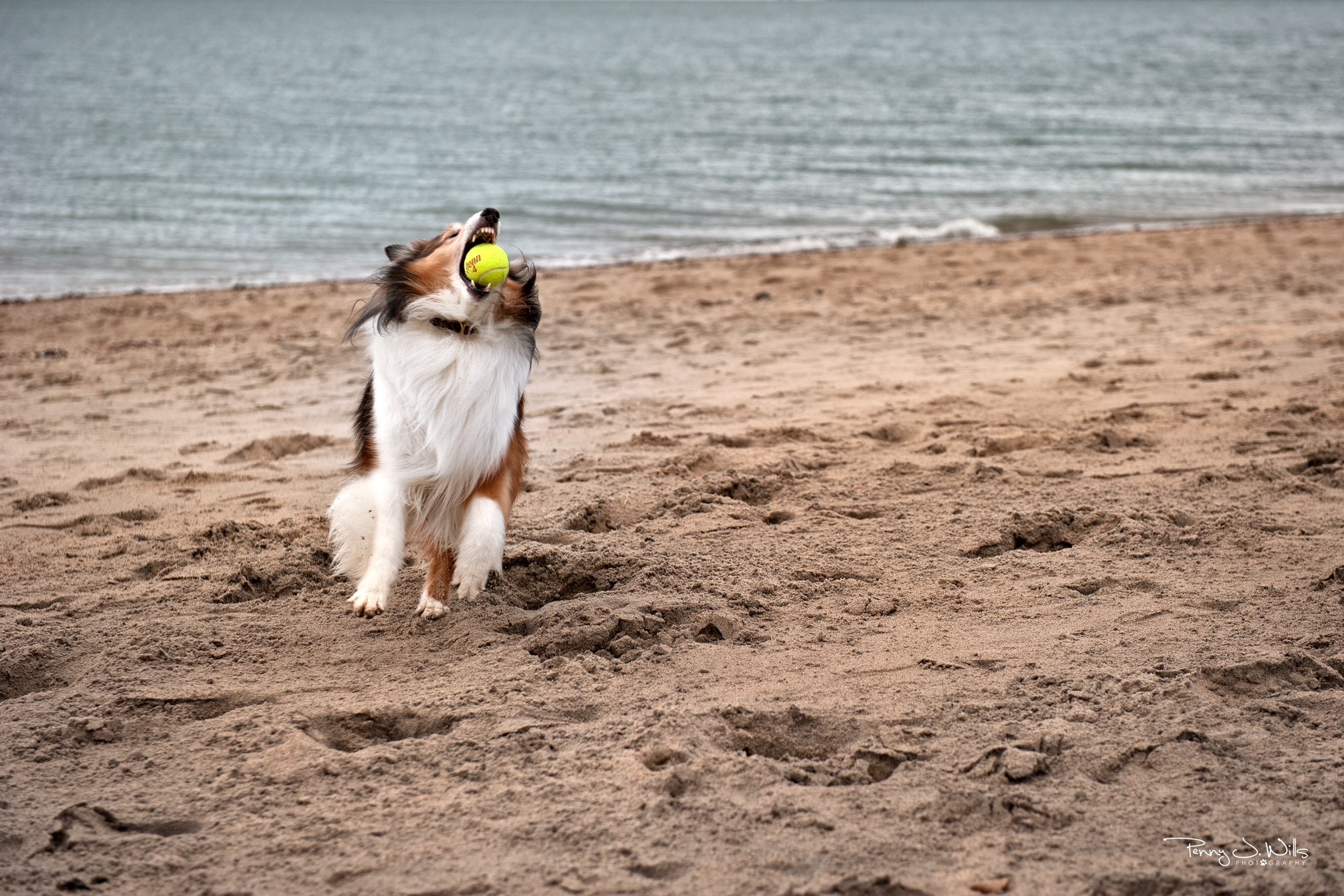 RobbieBeach